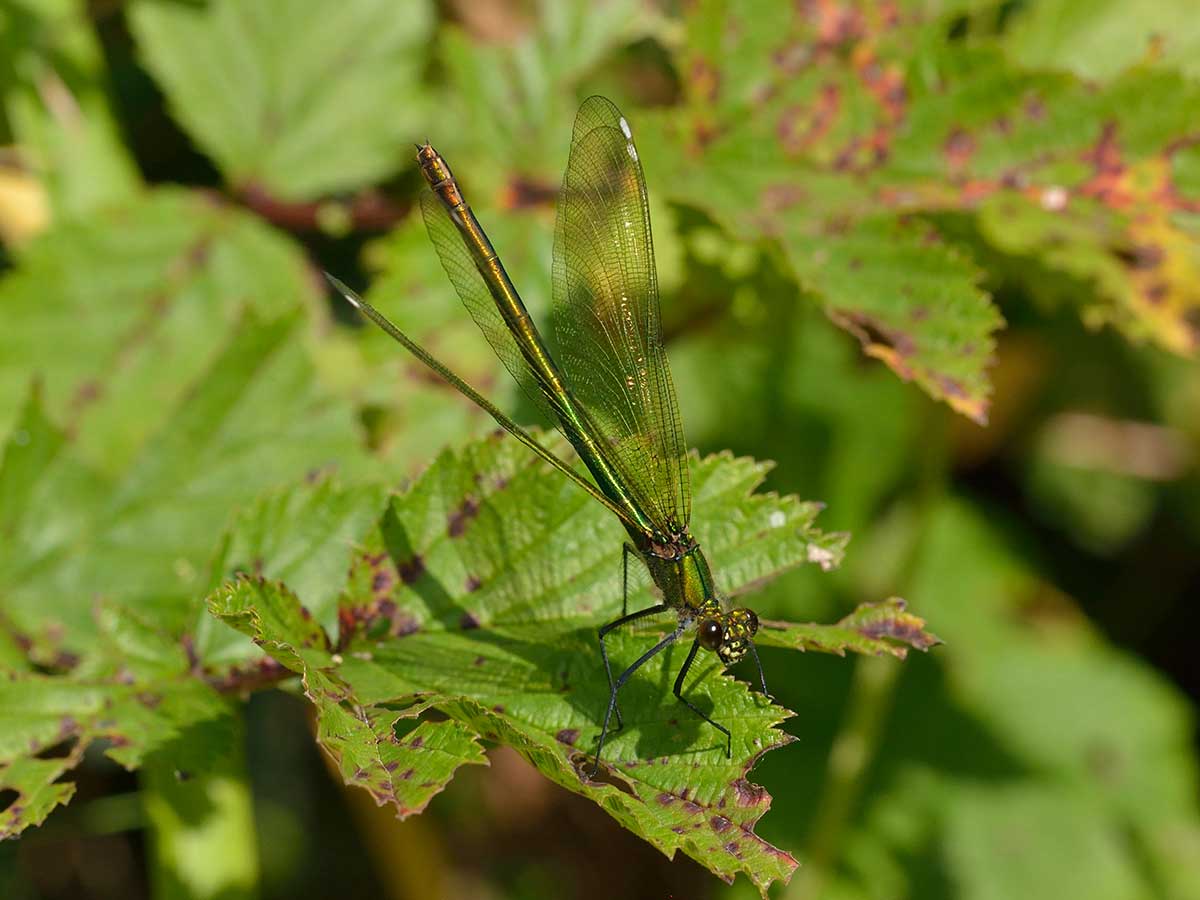 Lestes_sponsa